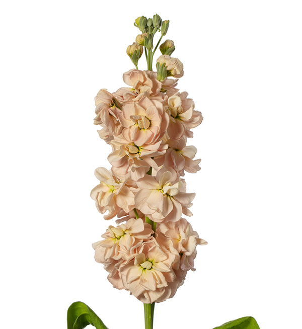 Matthiola Milla Salmon | BLUMEN Floral Art and Design